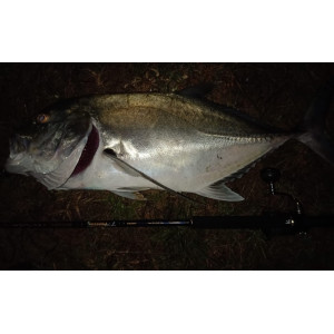 GT caught with a manika ver2 rod 