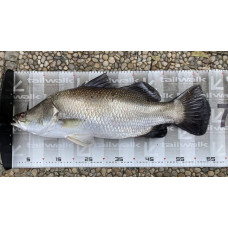 Tailwalk Fish measure